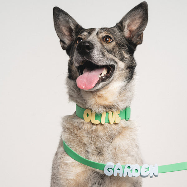 Personalized Dog Name Collar