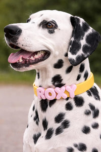 Pet lover 1